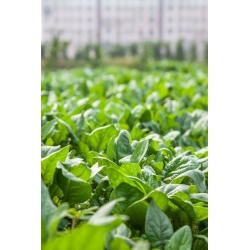 Spinach 'Winter Giant' - 500 g
