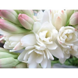 Polianthes, Tuberose The Pearl - 2 bulbs