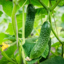 Field cucumber  'Polan' - pickling variety - 100 gram