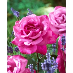 Suurikukkainen ruusu - vaaleanpunainen (fuksia) - ruukkukasvi - 