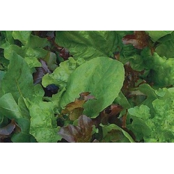 Проросшие семена - салат Месклун с рукколой (рукколой) - 