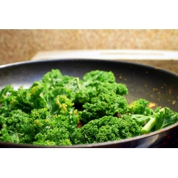 BIO Kale "Westlandse Herfst" - benih organik bersertifikat - 