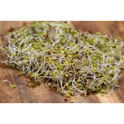 BIO klíčenie semien - brokolica "Raab" - certifikované ekologické semená - 