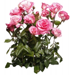 Grm ruža - bijelo-ružičaste sadnice u saksiji - 