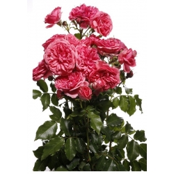 Кустовая роза - розовая - горшечная рассада - 