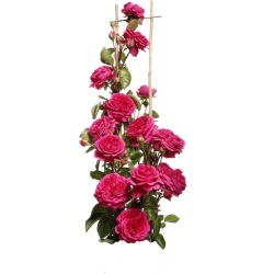 Пењачка ружа - тамно ружичаста - садница у саксији - 
