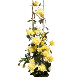 Plezalna vrtnica - sadika rumenega lonca - 