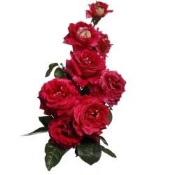 Mawar besar berbunga - merah - bibit pot - 