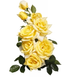 Rosa de flores grandes - amarillo - plántulas en maceta - 