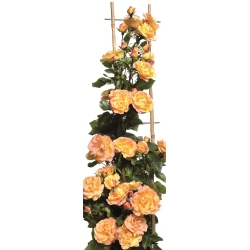 Hoa hồng leo - chanh vàng - hồng - cây giống trong chậu - 