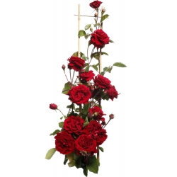 Climbing rose - red - potted seedling
