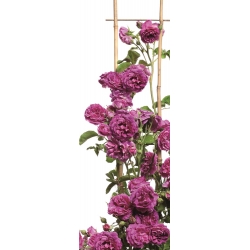 Climbing rose - pink - seedbed - 