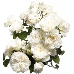 Záhradná kvetinová ruža - biela - kvetináče v kvetináči - 
