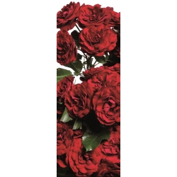 Garten mehrblumige Rose - rot - Topfkeimling - 