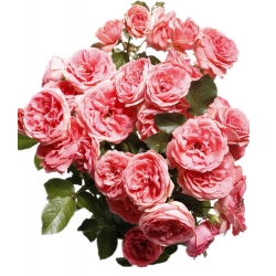Садовая многоцветковая роза - розовая - горшечная рассада - 