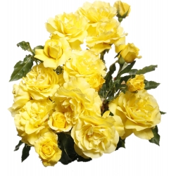 Záhradné kvetinové kvety ruže - žlté - v kvetináči - 