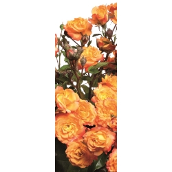 Садова багатоквіткова троянда - жовто-оранжева - горшковий розсада - 