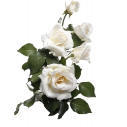 Роза с едри цветя - бяла - разсад в саксия - 