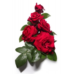 Rosa de flores grandes - carmesí - plántulas en maceta - 