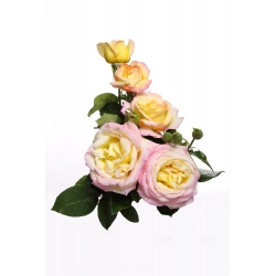 Grootbloemige roos - citroengeel-roze - zaailing in pot - 