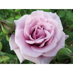 Hoa hồng lớn - màu tím - cây giống trong chậu - 