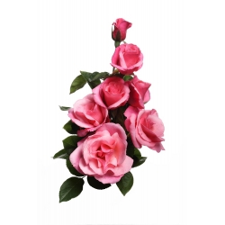 Grootbloemige roos - lichtroze - ingemaakte zaailing - 