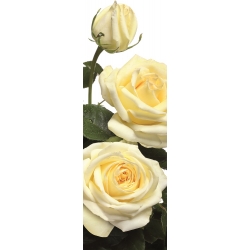 Veľkokvetá ruža - krémovo-biela - kvetináče v kvetináči - 