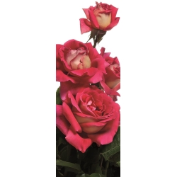 Nagy virágos rózsa - krémfehér-rózsaszín - cserepes csemete - 