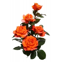 Mawar besar berbunga - oranye - bibit pot - 