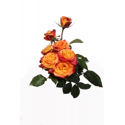 Rosa de flores grandes - naranja-rojo - plántulas en maceta - 