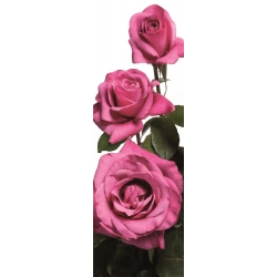 Ружа са великим цвјетовима - ружичасто - садница у саксији - 