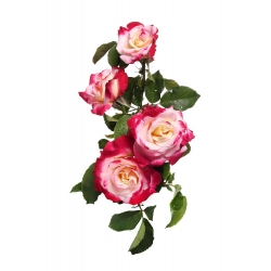 Storblomsteret rose - lyserød-hvid - potteplante - 