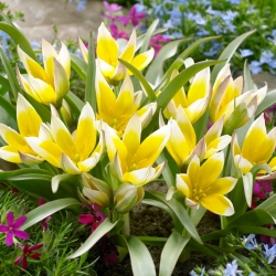 Set 6 - Tulip Tarda - tumbuh rendah, botani - 50 pcs - 