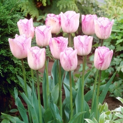 Tulipán Shirley - csomag 5 darab - Tulipa Shirley
