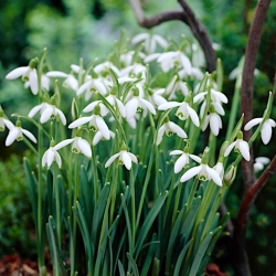 Galanthus nivalis - Snowdrop - 5 bulbs