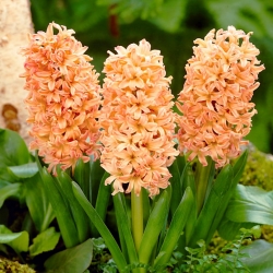 Hiacintas - Gipsy Queen - pakuotėje yra 3 vnt - Hyacinthus