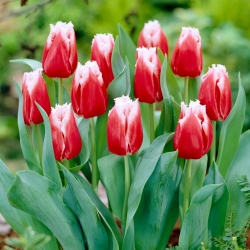 Tulipa Basket - Tulip Keranjang - 5 lampu - Tulipa Canasta
