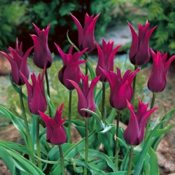 Tulipa Bordo - Lale Bordo - 5 ampul - Tulipa Burgundy