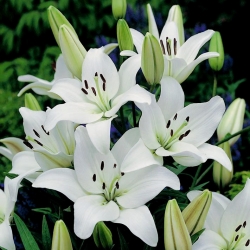 Lilium, Lily Asiatic White - củ / củ / rễ - Lilium Asiatic White