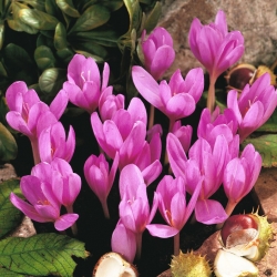 Colchicum Violet Regina - Pământ de toamnă Șofran Violet Regină - bulb / tuber / rădăcină