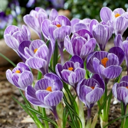  Шафран King of the Striped - пакет из 10 штук - Crocus King of the Striped
