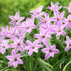 Ipheion Charlotte Bishop - Jarná hviezdica Charlotte Bishop - 10 kvetinové cibule - Ipheion uniflorum