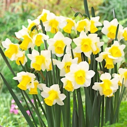 Narcissus Golden Echo - Daffodil Golden Echo - 5 لامپ