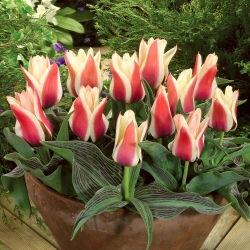 Tulipa Turkish Delight - Tulip Turkish Delight - 5 ดวง