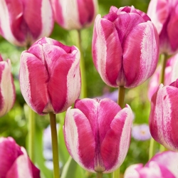 Тюльпан Hotpants - пакет из 5 штук - Tulipa Hotpants