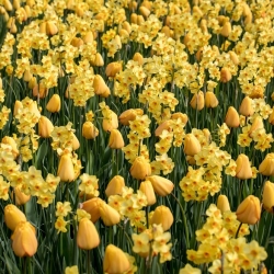 Жовта галявина - Комплект тюльпанів і jonquils - 50 шт - 