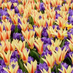 Field of contrast – Set of tulips and crocuses – 50 pcs