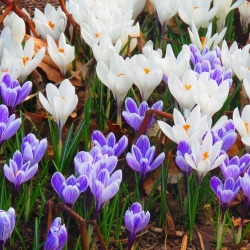 مجموعة زعفران باللون الأبيض الأرجواني - 60 قطعة - 