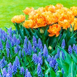 Gefüllte orangefarbene Tulpe und Armenische Traubenhyazinthe - 50 Stück