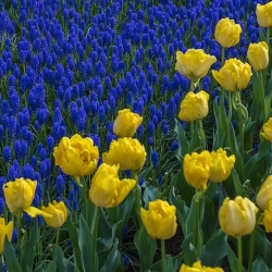 مجموعة من زهور الأقحوان الصفراء وزهرة العنب المزهرة الزرقاء - 50 قطعة - 